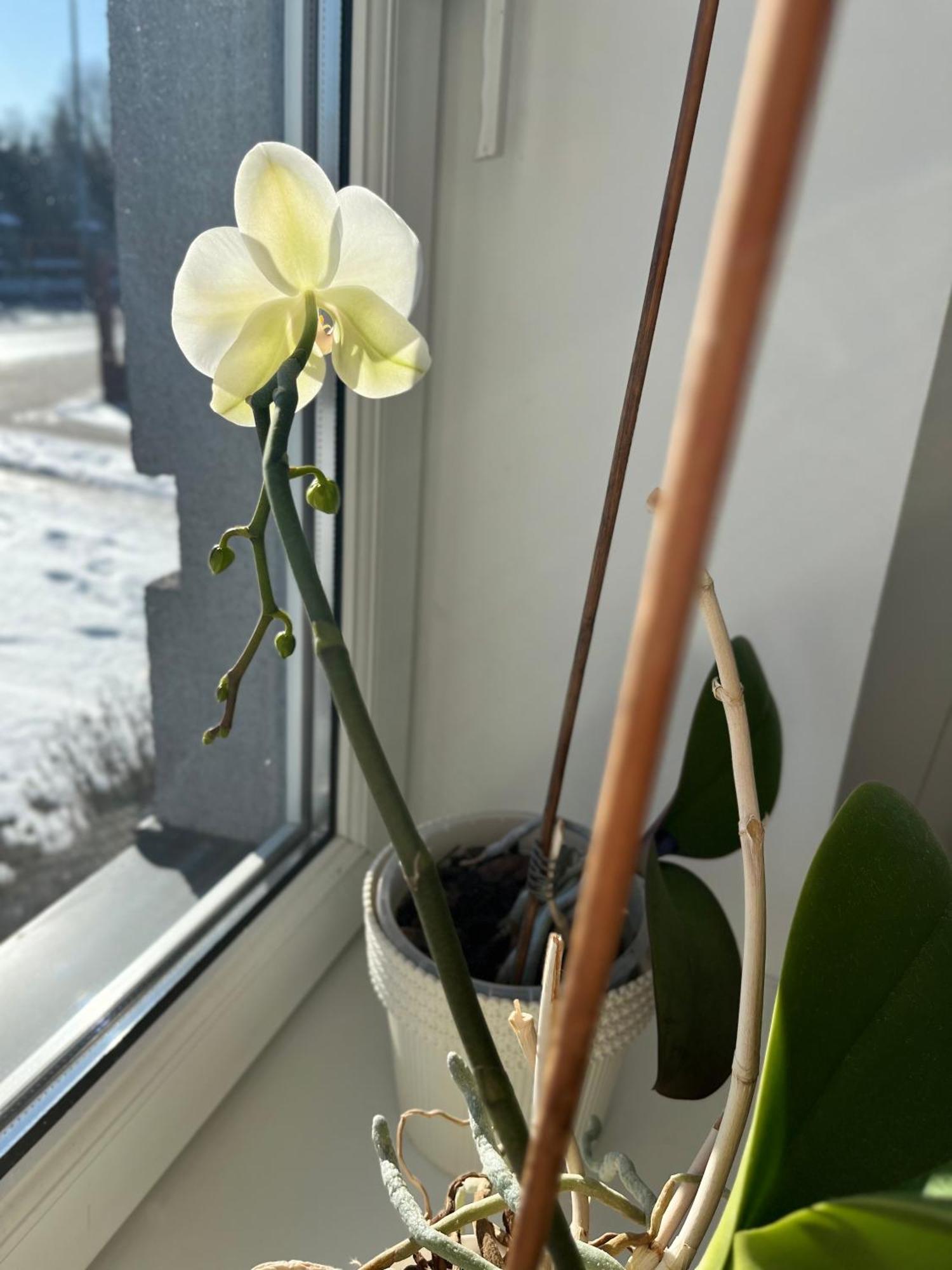 Apartament Numer 1, Dwie Sypialnie Dwa Lozka オジシュ エクステリア 写真